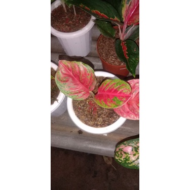 aglonema baby wulandari