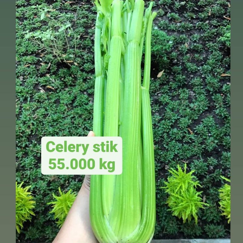 

Celery stik 1kg