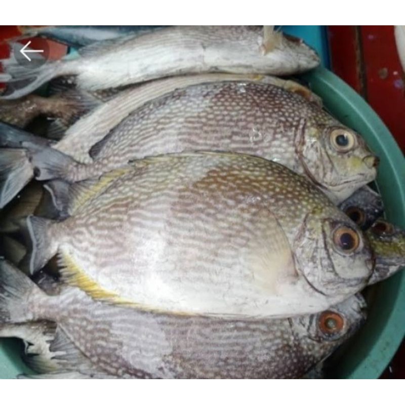 

ikan baronang segar