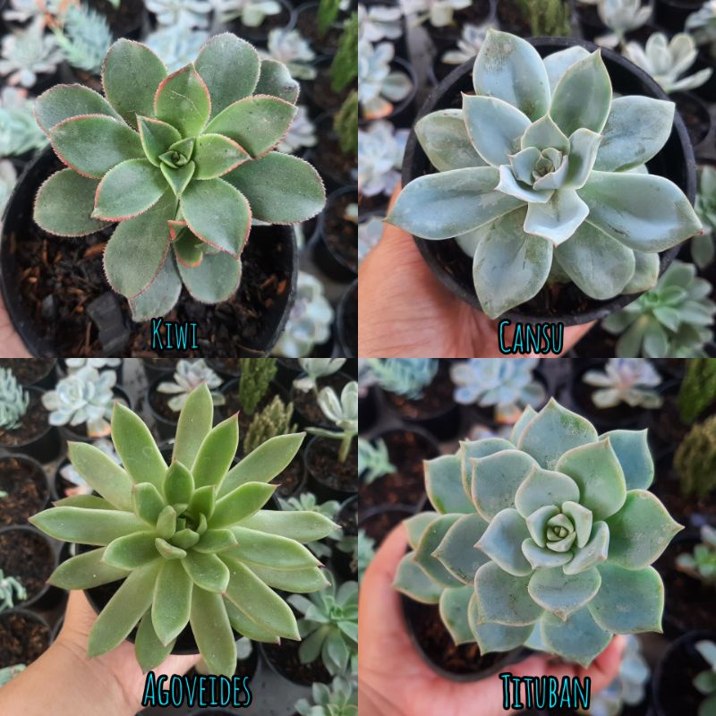 Sukulen Besar Pot 10 cm Sukulen Bebas Pilih Jenis Kaktus Sukulen Mini Tanaman Hias Hidup Succulent S