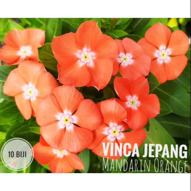 Biji / Benih / Seed Vinca Jepang Mandarin Orange / vinca terbaru