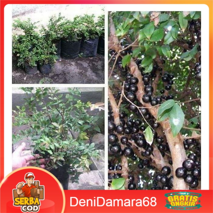 Bibit Anggur Brazil anggur Preco