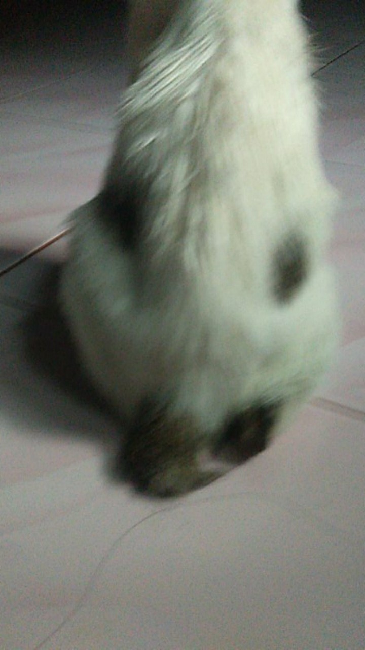 Tabasa Payung Lipat Warna-warni Stabillo Polos