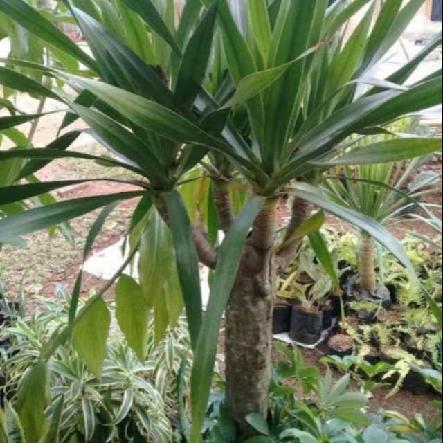 Tanaman hias pandan bali cabang 3