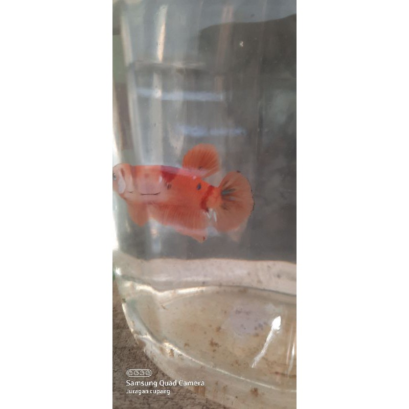 cupang#plakat#jantan#nemo