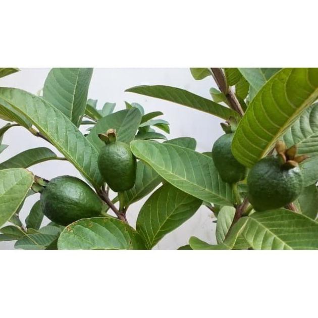 Jual Daun Jambu Biji Segar Perhelai Daun Jambu Klutuk Untuk Obat Diare Tambulam34 Segera Beli