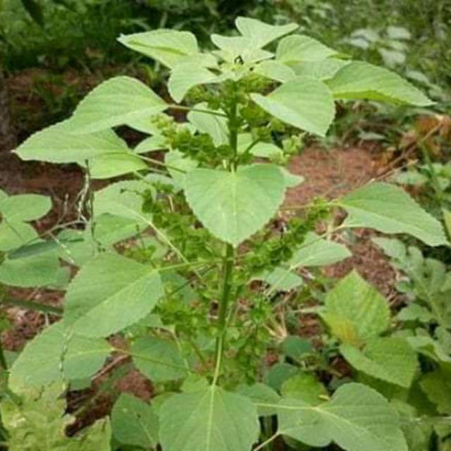 

daun anting" segar 500 gram