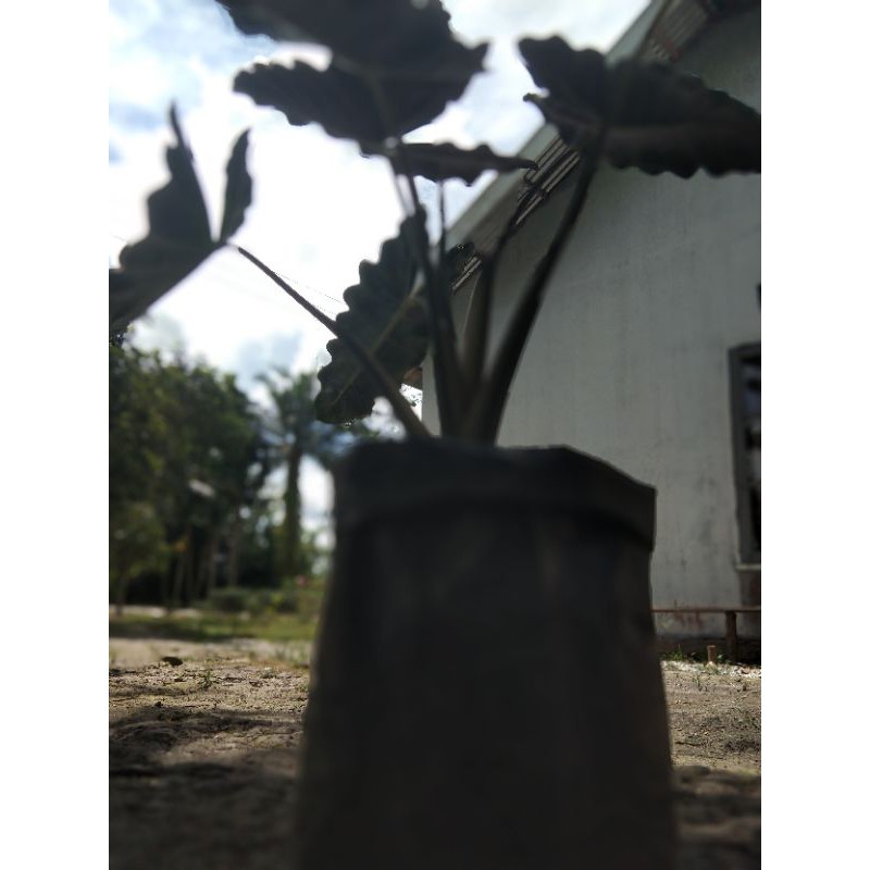 Bunga keladi tengkorak