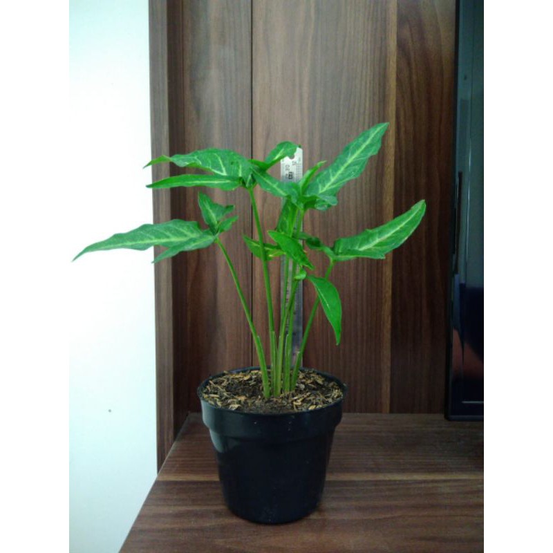 Best Seller Syngonium Angustatum