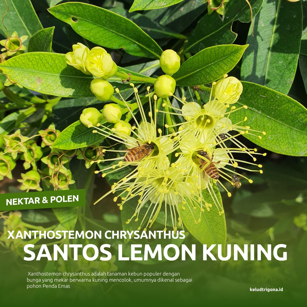 Santos Lemon Kuning / Pakan Lebah dan  Vegetasi Klanceng Sumber Nektar Polen