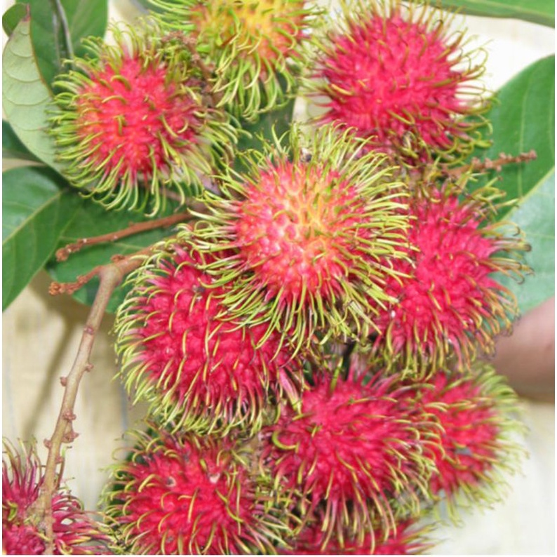 

Buah Rambutan Antalagi