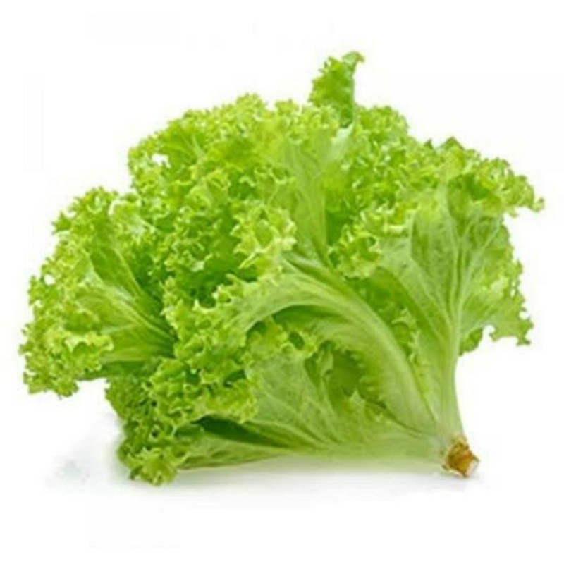 

Selada Sayur Sayuran Hijau Segar