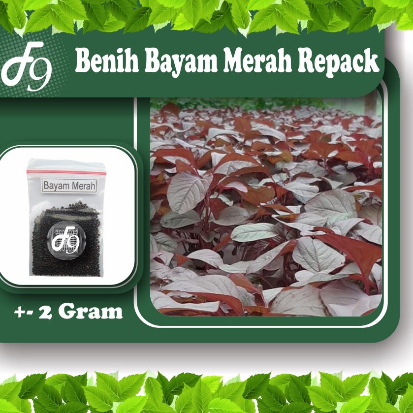 Benih Bibit Bayam Merah Murah Repack Seribuan