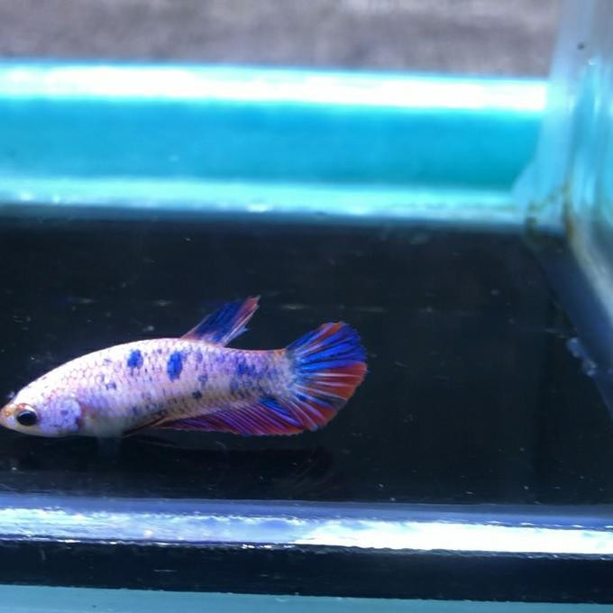 Ready Ikan Cupang Betina Multicolor Siap Breed