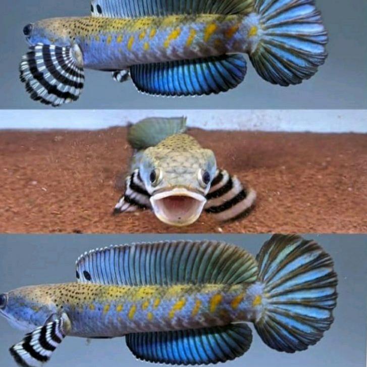 ㅵ PROMO BLUE PULCHRA UK 9-10cm SINGLE FIGHTER MURAH ↗