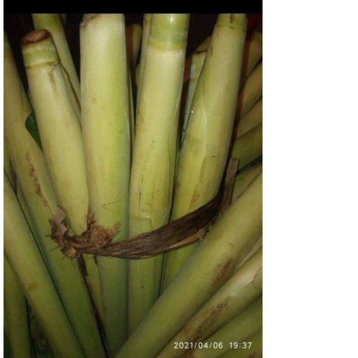 

Turubuk Tebu Telur t
