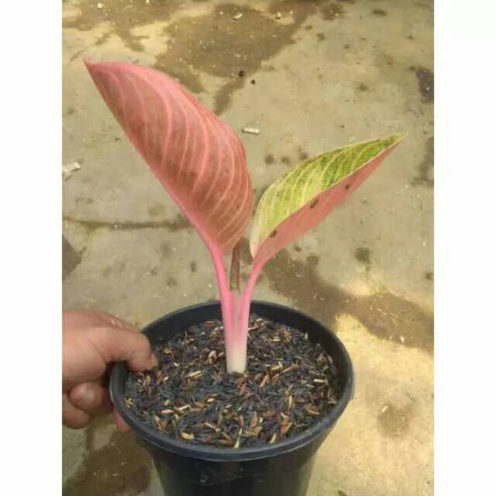 Aglonema bibit bonggol, Lotus / Goliath / Khanza - Not Specified