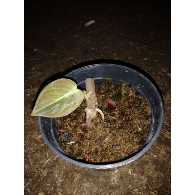 bonggol ples daun philodendron melanochrysum