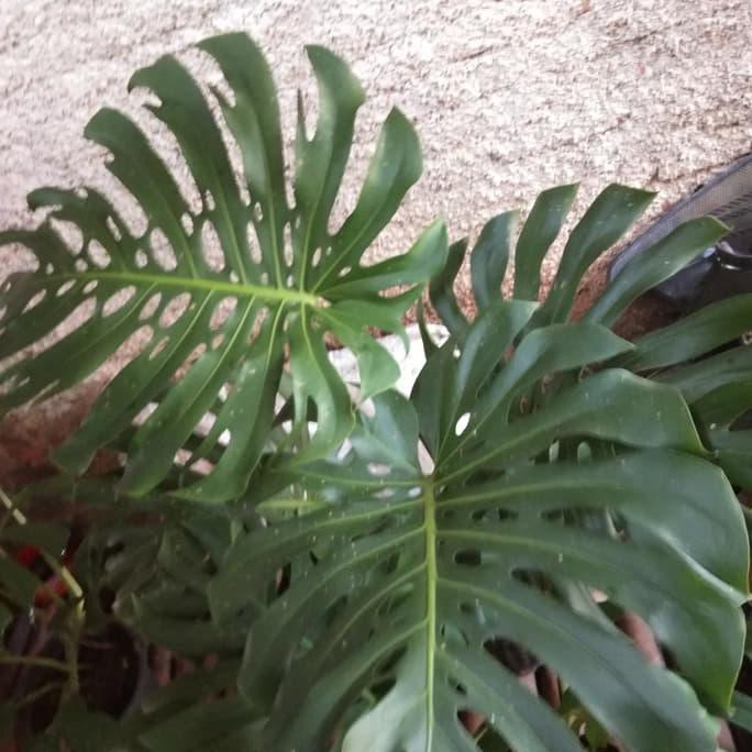 Tanaman Hias Monstera Giant Ukuran Besar-Tanaman Indoor