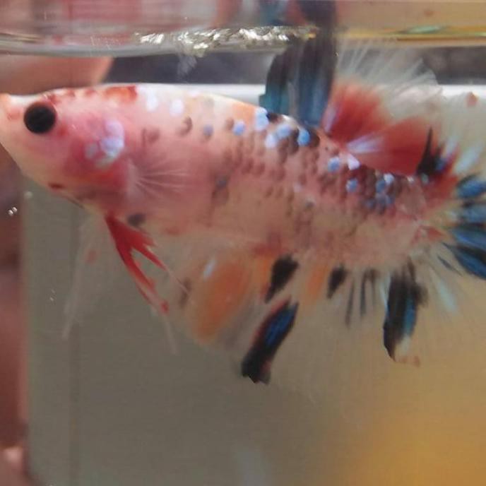 Ready Ikan Cupang Hias Plakat Nemo Multicolor / Cupang Multicolor