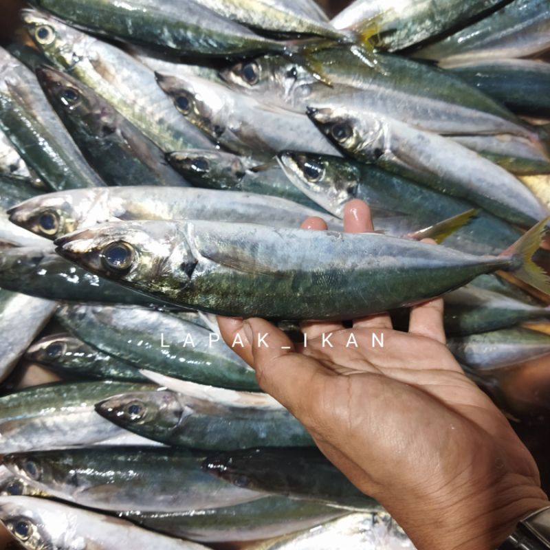 

Ikan Layang Besar JUMBO 1Kg Hasil Laut Segar