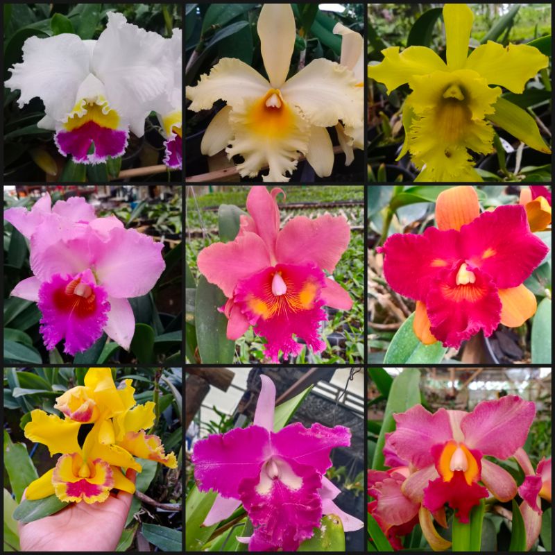 Anggrek Catleya Remaja Murah/Cattleya Remaja/Cattleya Pra Dewasa