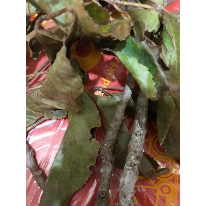 

Kulit Kayu Singkam