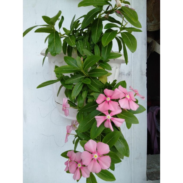 bunga gantung vinca hidup