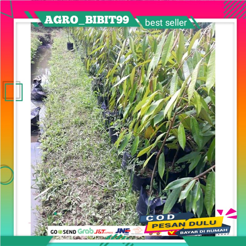 

durian bawor okulasi