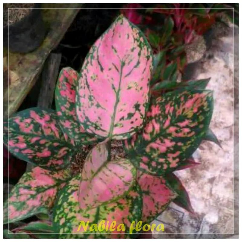 Jual pohon hias aglonema ledy valentine murah