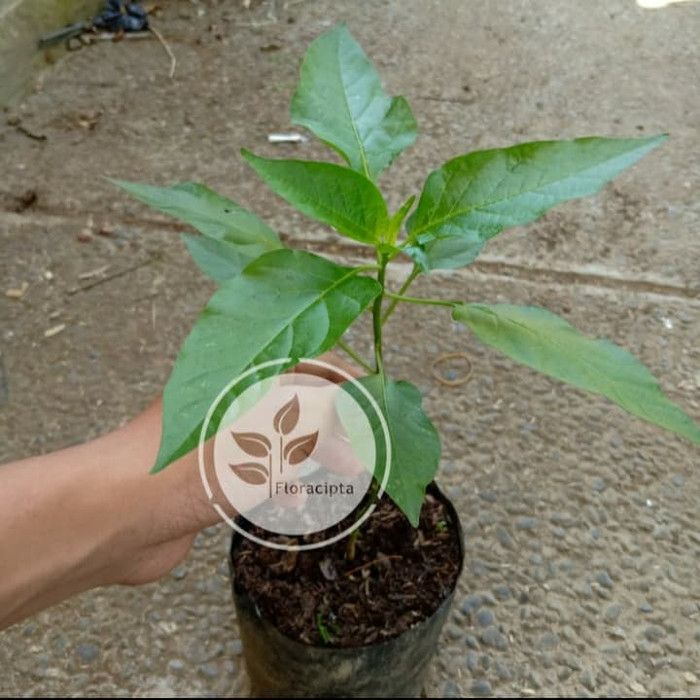 BIBIT cabai gila/ cabai setan