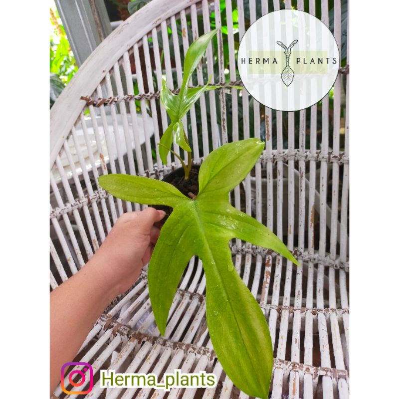 Philodendron Florida Ghost