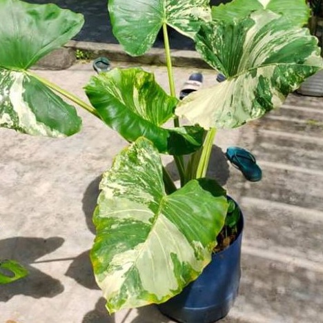 Sente varigata albino keladi sente varigata tanaman sente varigata