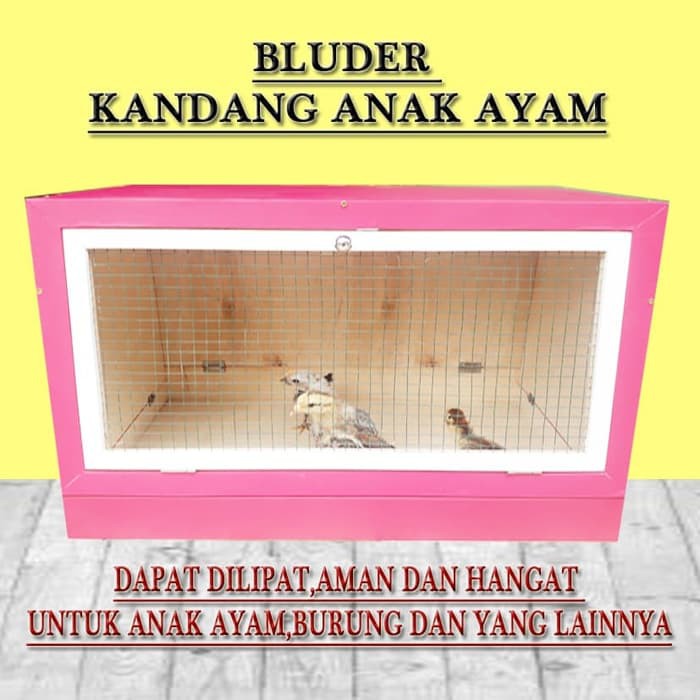 kandang anak ayam inkubator