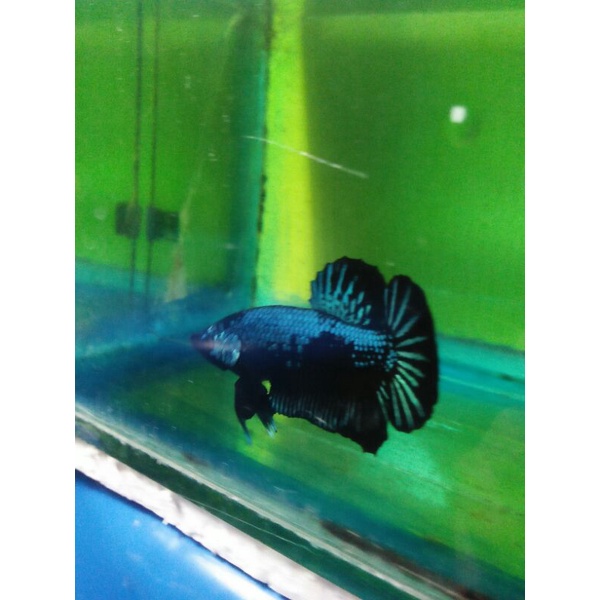 cupang avatar gordon real pict real vidio