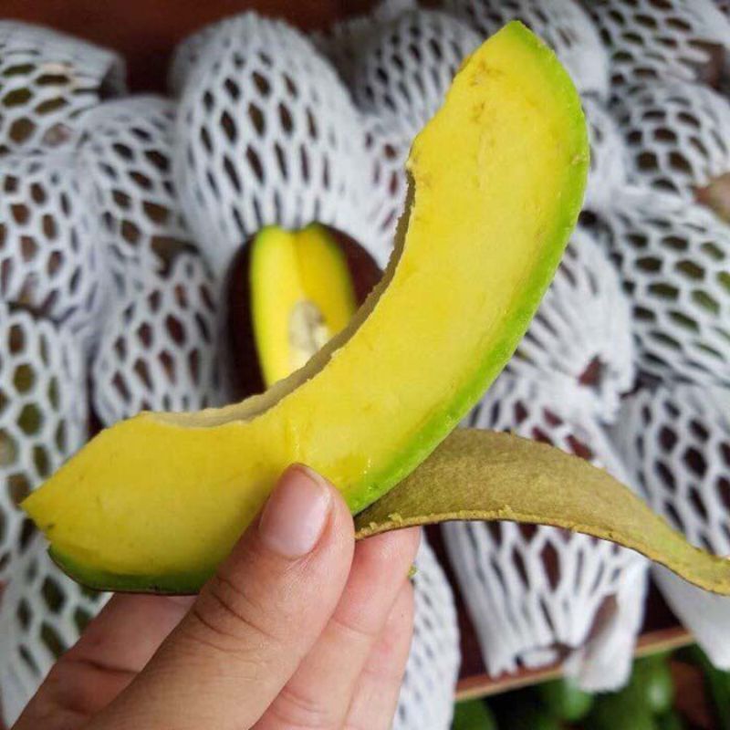 Alpukat CUBA | Bibit Alpukat Import Jenis Cuba VALID