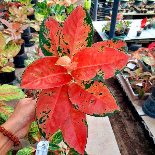 Aglonema Kochin Merah / bibit bunga / bunga hidup / tanaman / tanaman bunga / bunga hiasan /bunga ag