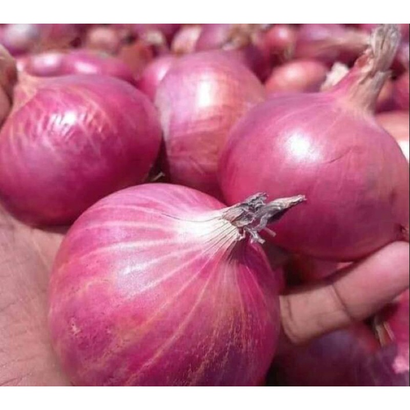 

bawang packing