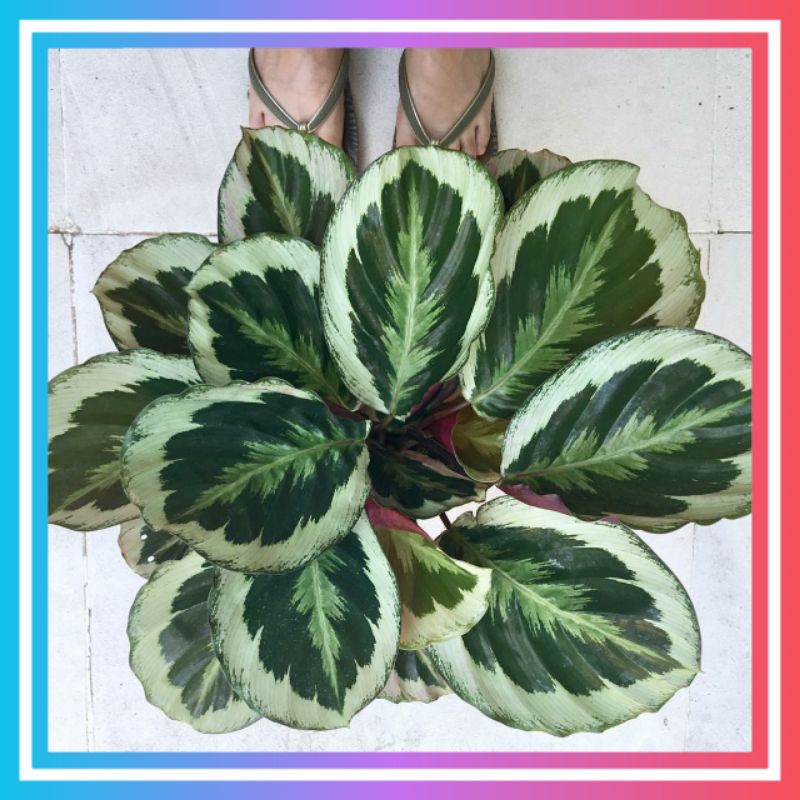 kalatea marion/kalatea/kalatea murah/calathea/calathea marion/kalatea paket promo/kalatea paket