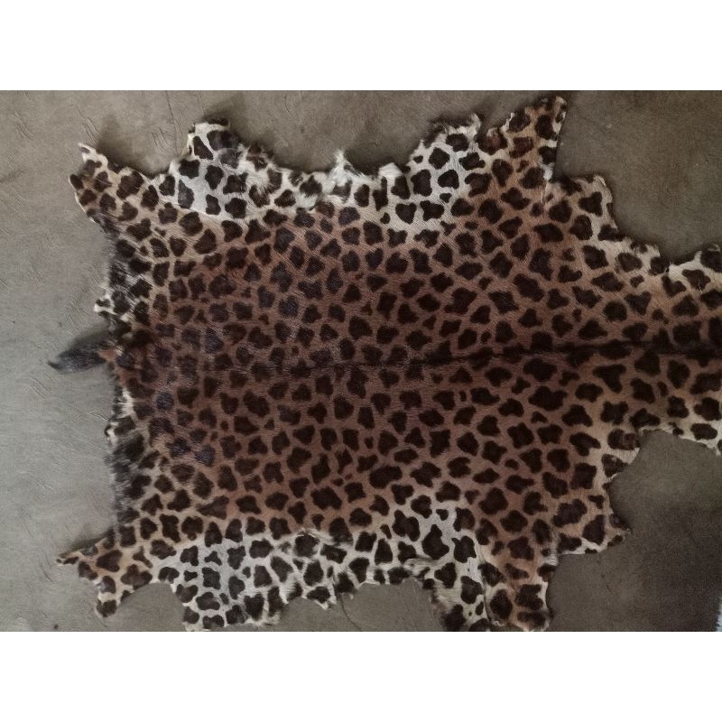 Kulit kambing samak'an