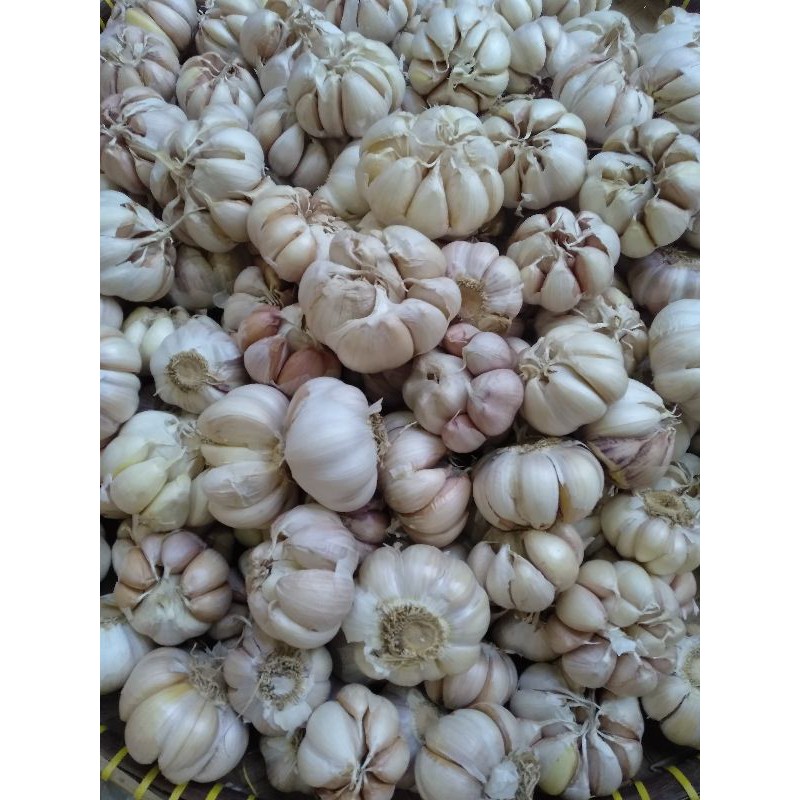 

bawang putih honan/banci