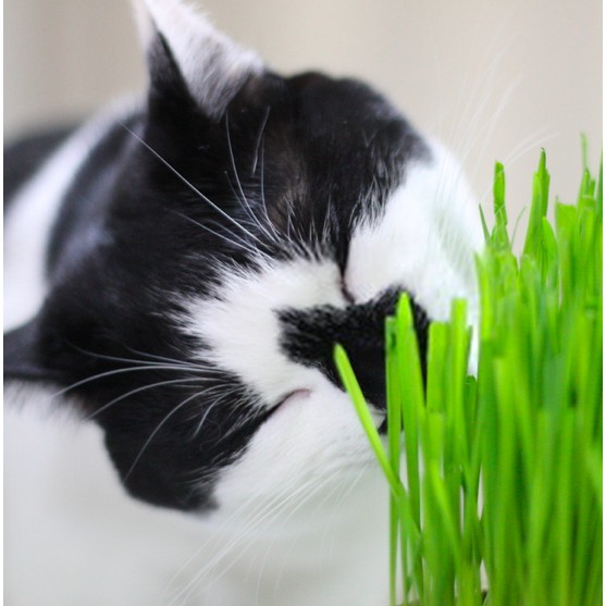 Rumput Kucing Cat Grass Paket Lengkap 2x Tanam Biji Barley Rumput Kucing Import Vitamin kucing