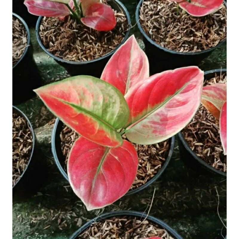 Aglonema ayunindi Size S tanaman hias aglonema ayunindi