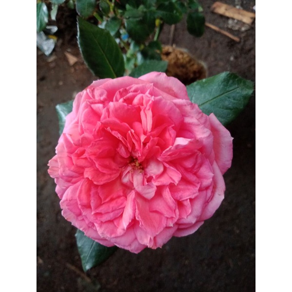 Mawar Import 2 pohon