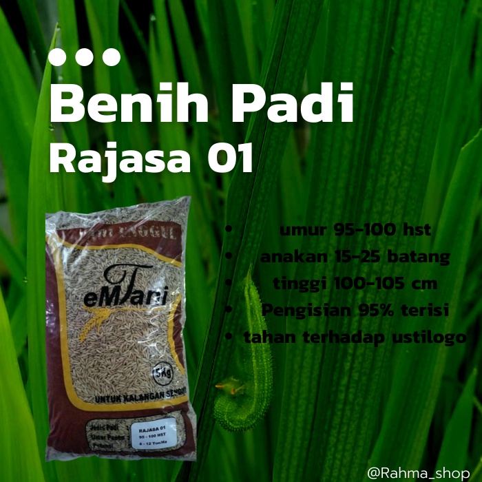 BENIH PADI RAJASA 01 5KG BIBIT PADI TERBARU VIRAL 1000 SERIBU BULIR LOKAL ACEH HASIL MELIMPAH