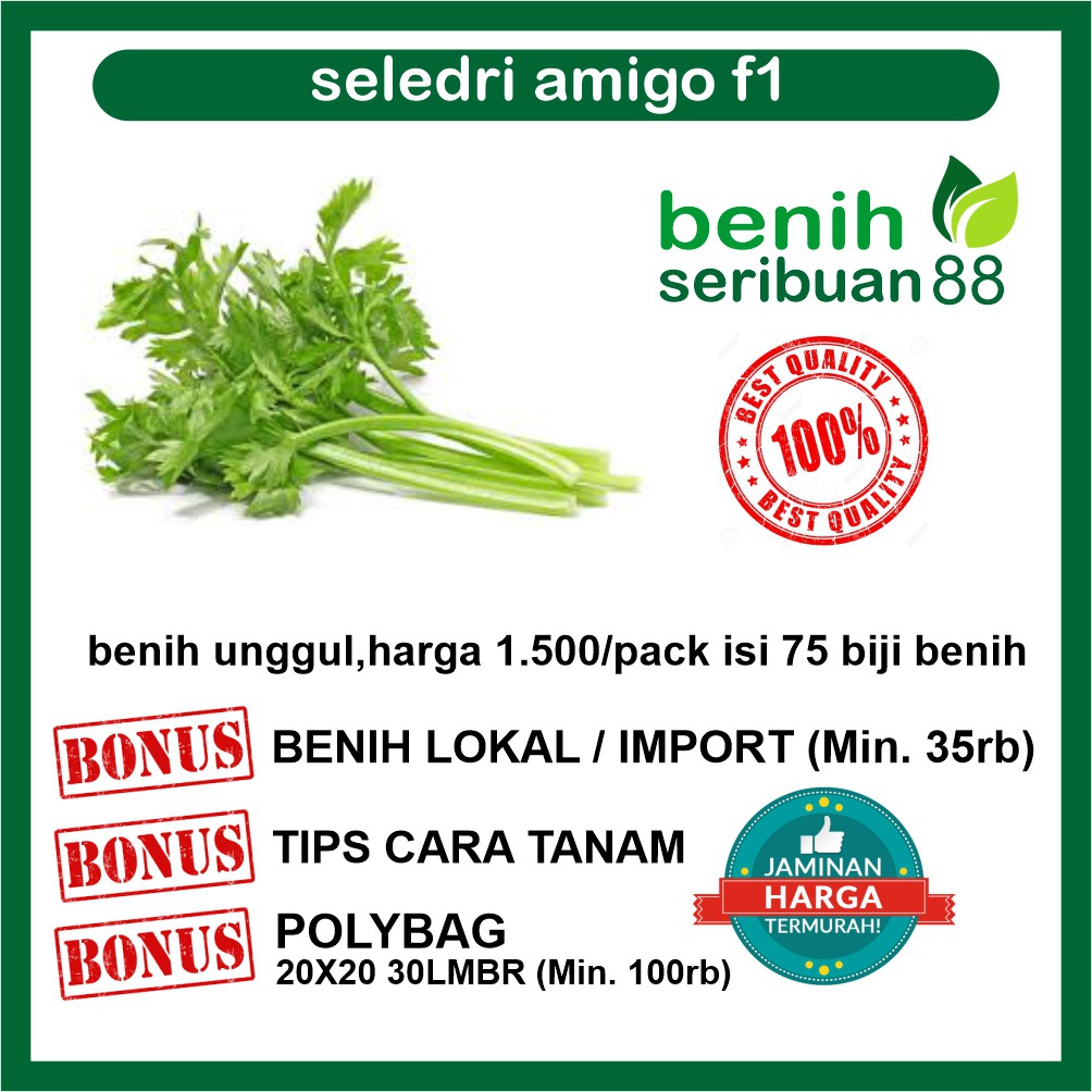 Cara Menanam Celery Tall Utah Hidroponik apa yang 