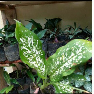 sri rejeki/aglonema beras tumpah/beras kutah