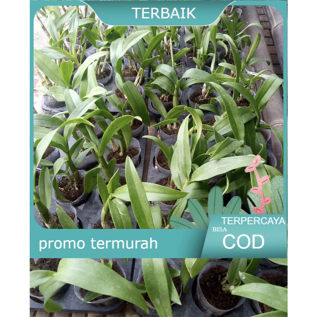 PROMO Paket 6 anggrek seedling dendrobium-tanaman hidup-anggrek-bunga hidup