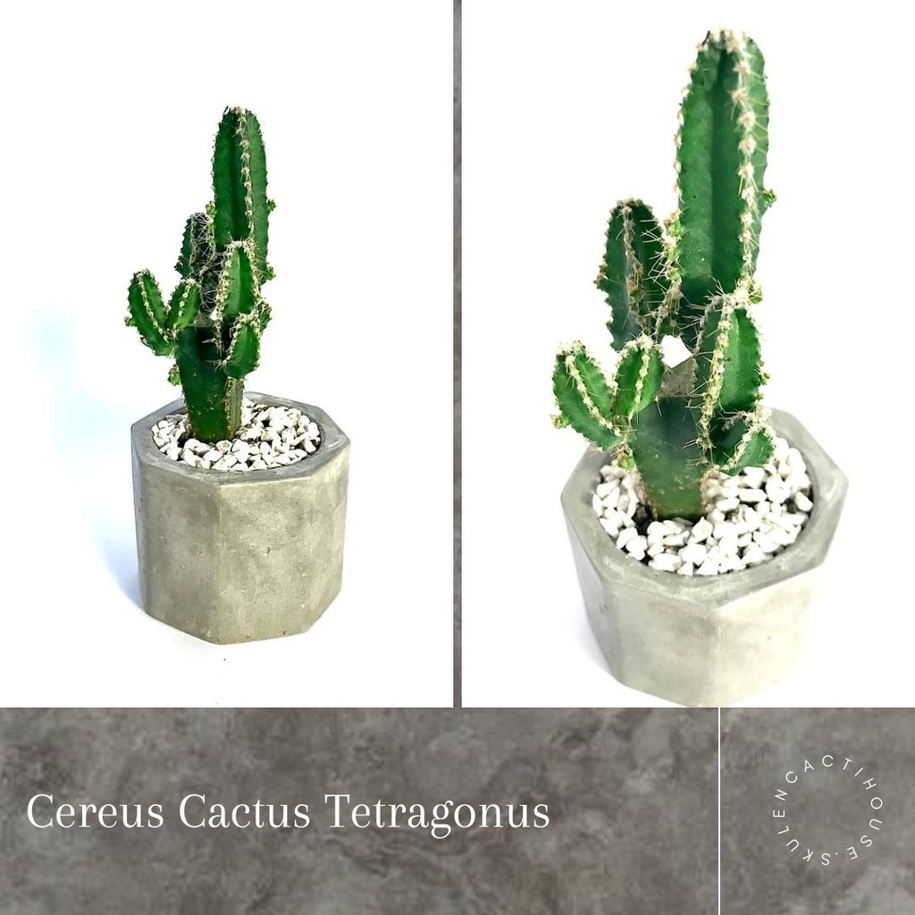 Tanaman Hias Skulen Kaktus | Cereus Cactus Tetragonus