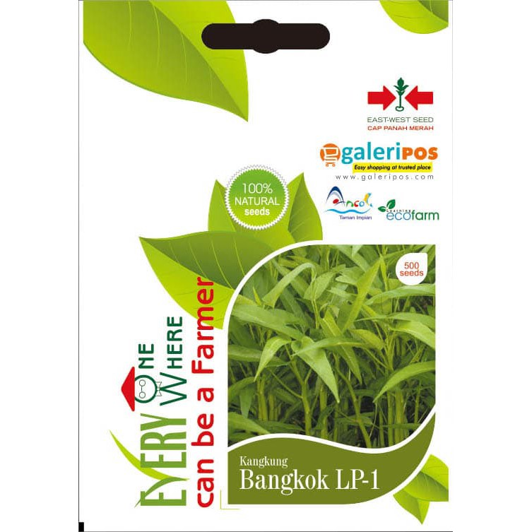Benih Kangkung Bangkok Panah Merah